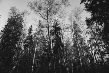 Fototapeta premium Low angle of trees in the forest in black and white