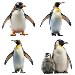 Fototapeta premium Cute penguin family including adults and chicks, perfect for wildlife or Arctic-themed designs