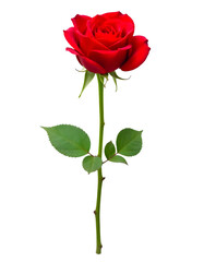 A single red rose with a long green stem and detailed petals, isolated white background.