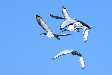 ibis a cremona