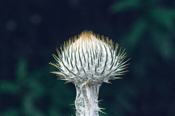 Distel Nahaufnahme mit stacheliger Struktur vor dunklem Hintergrund