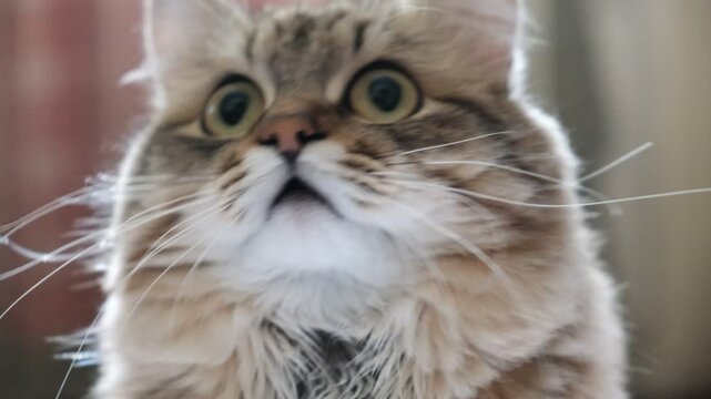 A wary cat carefully watches something, starring with intense. Close up. Animal Behavior	