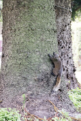 A Red-bellied squirrel (callosciurus erythraeus) on the tree.