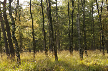 forest, trees, beautiful trees, colourful trees, larches, birches, beautiful tree landscape, beauty of trees, forest scenery in sunset, sunlight between laches and birches