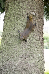 A Red-bellied squirrel (callosciurus erythraeus) on the tree.
