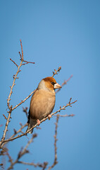 Hawfinch