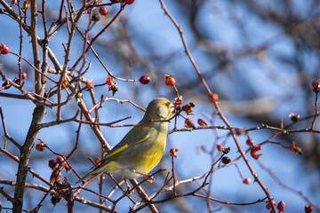 European Greenfinch