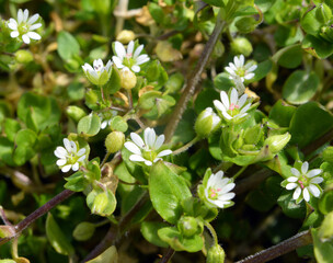 In the spring, Stellaria media grows in nature