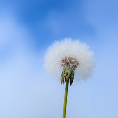 Fototapeta premium Dandelion seed head against blue sky.