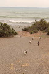 Puerto madryn, Argentina.