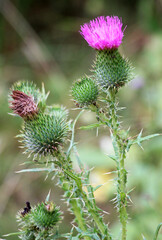 Common thistle (Cirsium vulgare) grows in nature