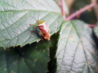 plant bug on leaf summer