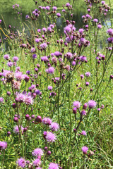 Thistle field (Cirsium arvense) grows and blooms among herbs