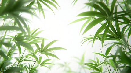 Fototapeta premium Serene Green Leaves Soft Light Background Nature Plant Photography