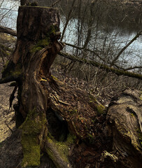 old tree in the forest
