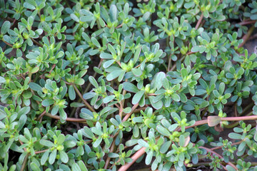 In the soil, like a weed grows purslane (Portulaca oleracea)
