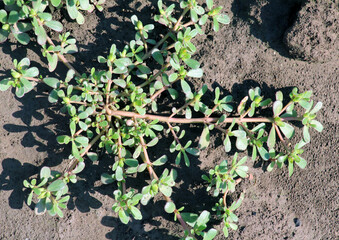 In the soil, like a weed grows purslane (Portulaca oleracea)