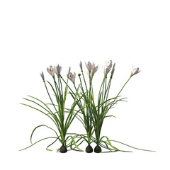 Zephyranthes candida, autumn zephyrlily, white windflower, white rain lily, Peruvian swamp lily, evergreen, small tree, bush, light for daylight, easy to use, 3d render, isolated