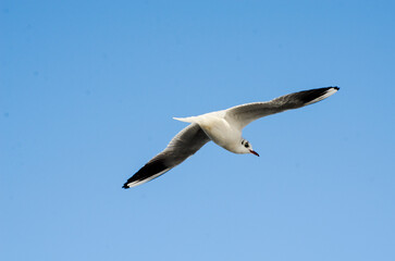 seagull flying in the sky