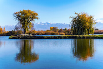Picturesque autumn. A colorful autumn landscape with reflections in the lake of two yellow trees...