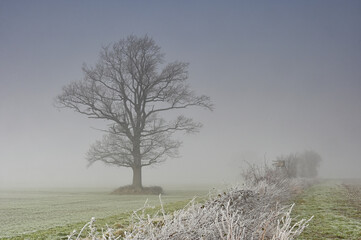 Stimmungsvolle Winterlandschaft mit uralter knorriger  Eiche auf einem Feld im Nebel