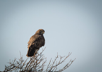 Common buzzard (Hawk)