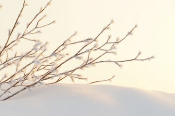 Obraz premium Frost-covered branches gracefully arch over a pristine snowdrift under a soft, warm light.