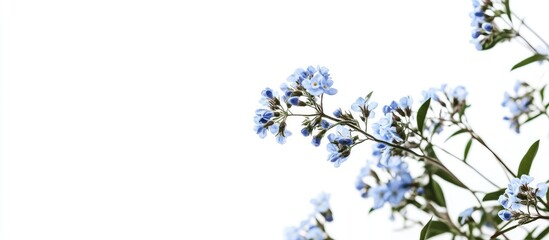 Blue flowers with green leaves on a white background featuring ample copy space for text placement