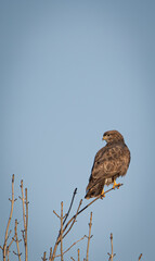 Common buzzard (Hawk)