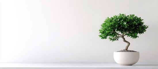 Bonsai tree in white ceramic pot on minimalistic shelf with white background and ample copy space for text insertion