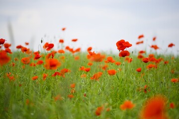 A vast field of scarlet poppies sways in the wind, capturing the serene beauty of nature in full bloom.
