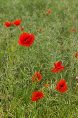 Bright red poppies cover the landscape, their vivid petals gently swaying in the breeze over a lush green field.