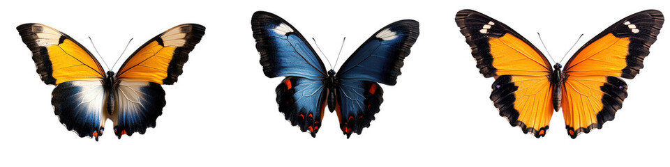 Obraz premium Three different colored butterflies on a black background displaying natural beauty and variety isolated on a white background