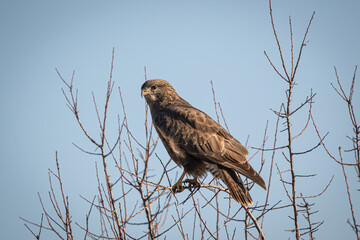 Common buzzard (Hawk)