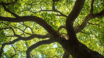 Majestic view of a large tree with sprawling branches and lush green leaves against a bright sky, featuring ample Copy Space.