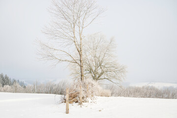 tree in the snow