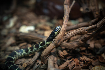 Wild Snake in Its Natural Habitat