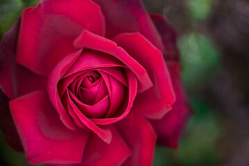 A heart of Velvet Red Rose beauty macro