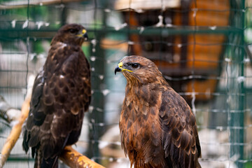 Falcon in a zoo cage