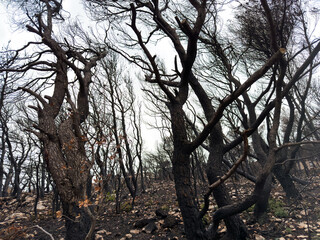 Burned trees, burnt forest, woods after wildfire. Disaster.