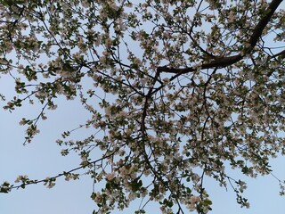 Apple blossom in spring, white flowers on branches against blue sky
