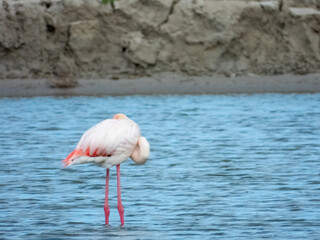 Flamingo in natural habitat close-up
