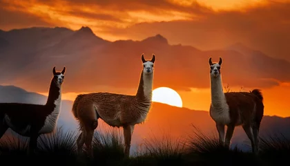 Gordijnen Exotic animals in native habitats, such as llamas © Digital Equilibrium 