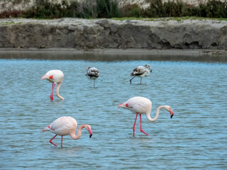 Flamingo in natural habitat close-up
