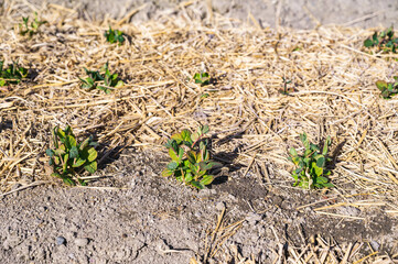 家庭菜園のさやえんどう　冬越対策