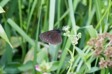 A small brown crow (Euploea tulliolus koxinga) butterfly on the flower.
