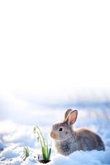 Hase riecht an Schneeglöckchen, Frühlingserwachen 