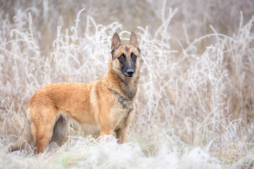 Belgian Shepherd - Malinois, standing up obedient working dog in cold winter nature