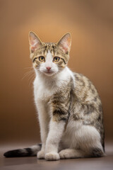 Obraz premium Brown tabby sitting kitten in a studio, brown mocha background