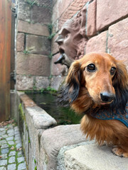 Miniature dachshund by a historic fountain